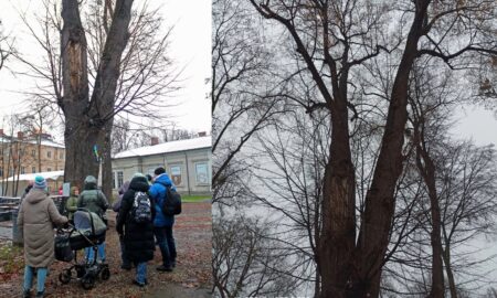 Франківців запрошують на екскурсію старовинними деревами міста