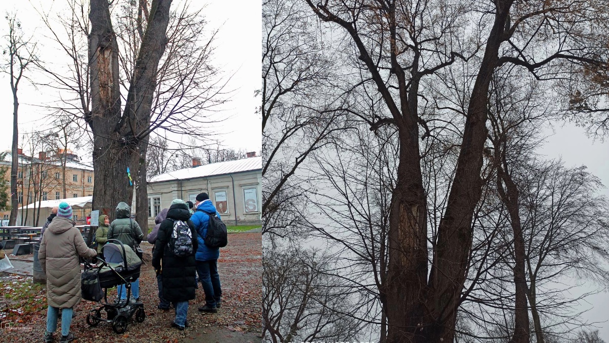 Франківців запрошують на екскурсію старовинними деревами міста