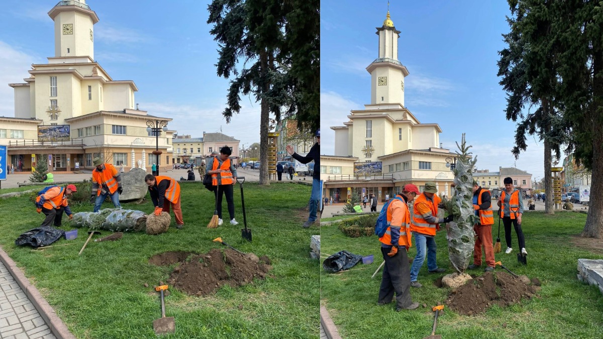 У центрі Івано-Франківська біля Ратуші висадили п’ять нових ялинок та два кулясті клени