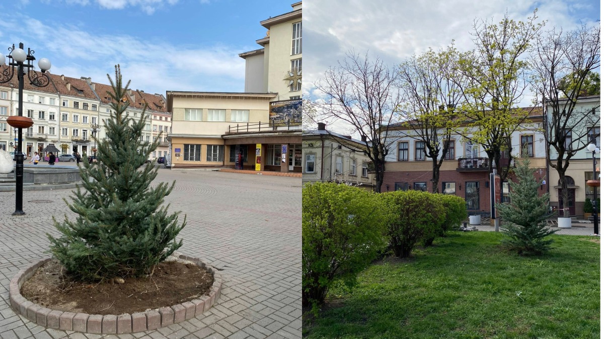 У центрі Івано-Франківська біля Ратуші висадили п’ять нових ялинок та два кулясті клени