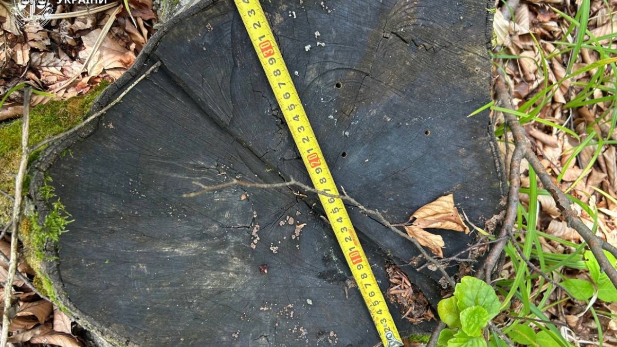 рубка дерев