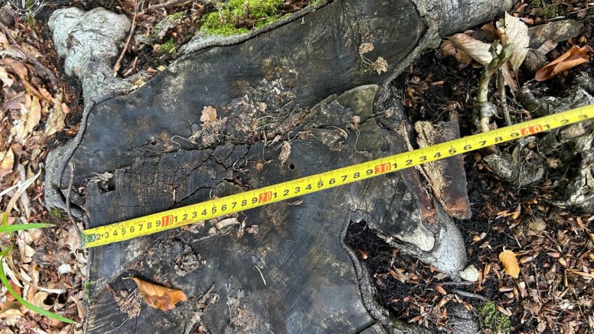 рубка дерев