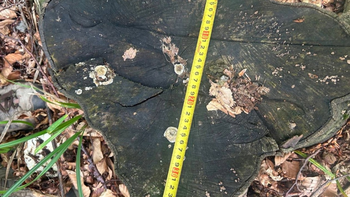 рубка дерев