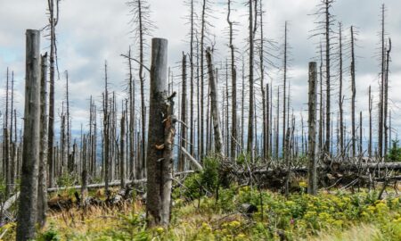 Майже мільйон гривень збитків сплатить Карпатський нацпарк за неналежну охорону та допуск рубки лісів