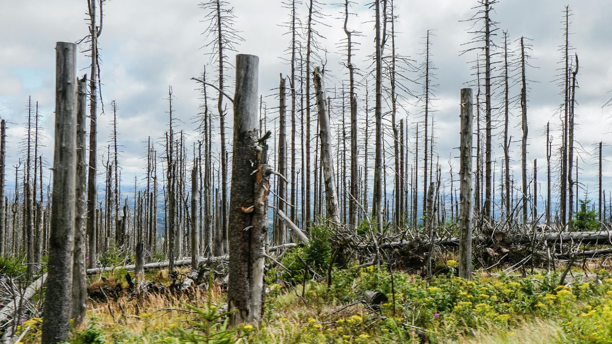 Майже мільйон гривень збитків сплатить Карпатський нацпарк за неналежну охорону та допуск рубки лісів