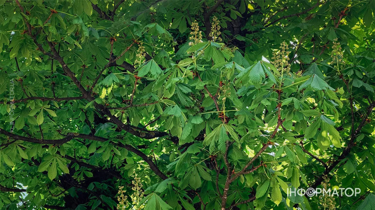 Каштани