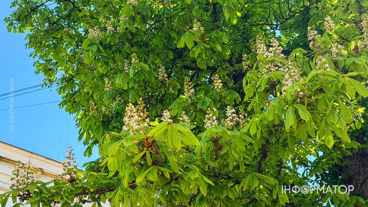 Каштани