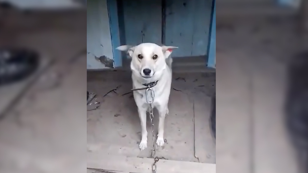 Лінда