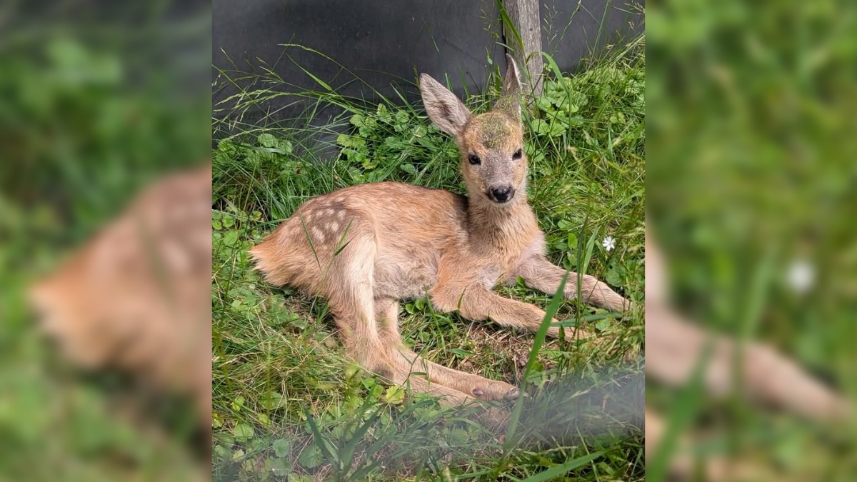 Косуля. Джерело світлини: Галицький національний природній парк