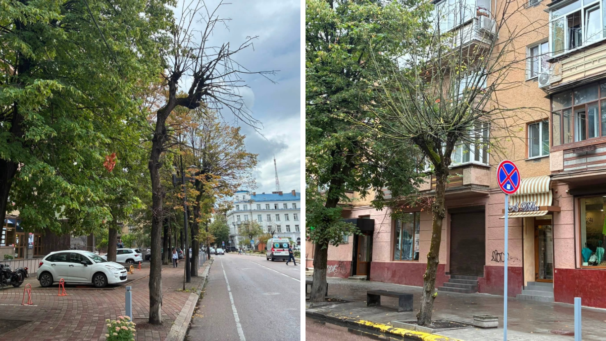 засохлі дерева