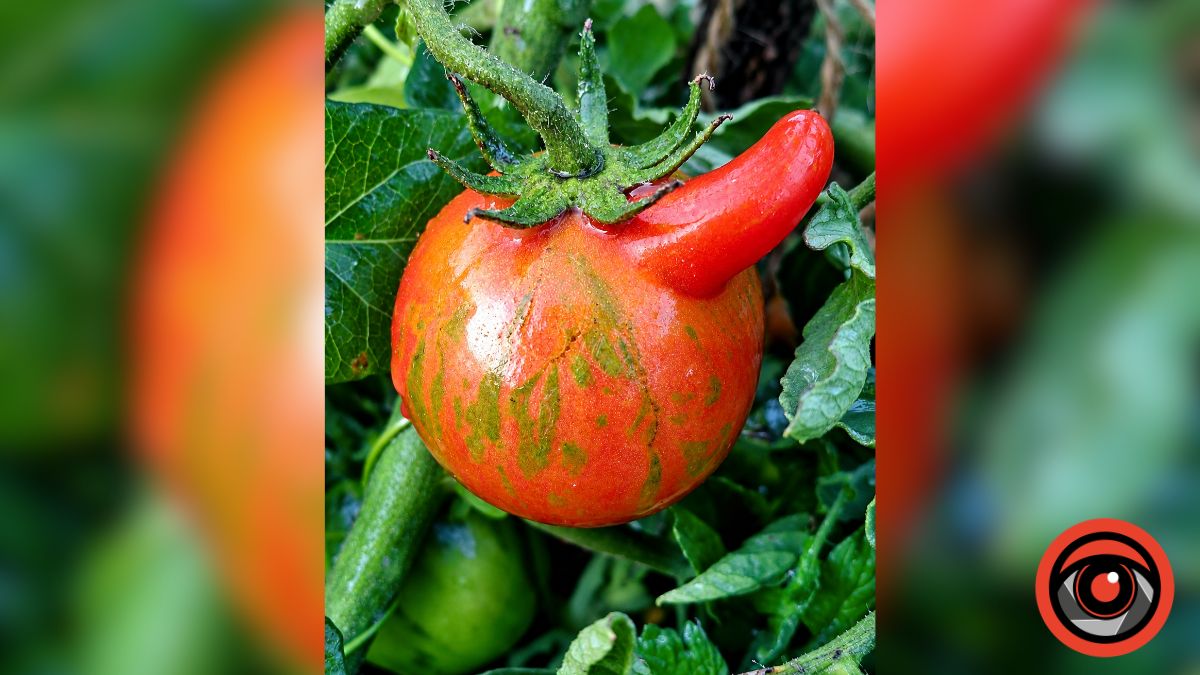 Знахідка Оксани Лісовської