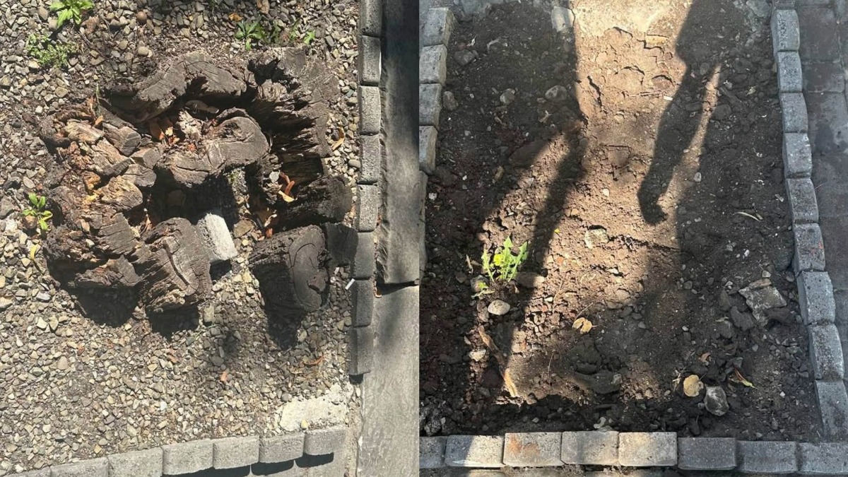 У Франківську на 33 локаціях корчують дерева — натомість там мають висадити нові